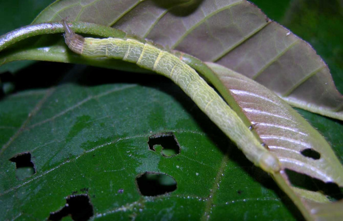 Figura 5. Dorsal entero <i>Ceromacra</i> Poole02 (Erebidae).Sector Pitilla, Paspompa, (elevación 440 metros). Colectada 24 setiembre 2005.(05-SRNP-34101-DHJ424226.jpg).