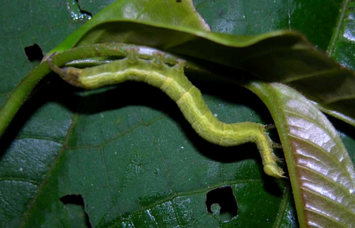 Figura 6. Lateral entero <i>Ceromacra</i> Poole02 (Erebidae).Sector Pitilla, Paspompa, (elevación 440 metros). Colectada 24 setiembre 2005.(05-SRNP-34101-DHJ424225.jpg).