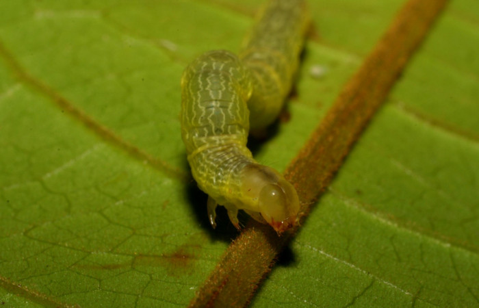 Figura 8. Cabeza <i>Ceromacra</i> Poole02 (Erebidae).Sector San Cristobal, Sendero Huerta, (elevación 527 metros). Colectada 7 enero 2006.(06-SRNP-93-DHJ409352.jpg).