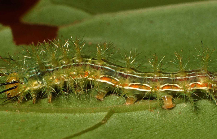 Figura 6. Parte lateral de larvas en tercer estadio de <i>Hylesia aeneides</i> (Saturniidae) Voucher: 00-SRNP-432-DHJ52665.jpg.