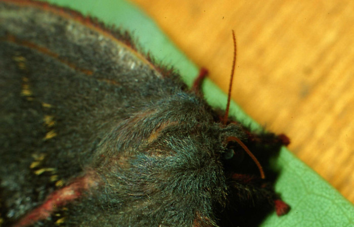 Figura 15. Adulto hembra de <i>Hylesia aeneides</i> (Saturniidae). Voucher: 01-SRNP-804-DHJ57467.jpg.