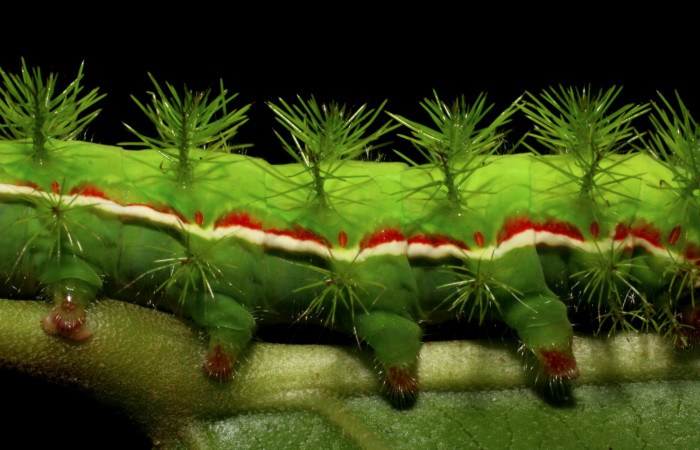 Figura 8. Detalles de líneas laterales <i>Hylesia aeneides</i> (Saturniidae). Último estadio. Voucher: 07-SRNP-1055-DHJ419454.jpg.