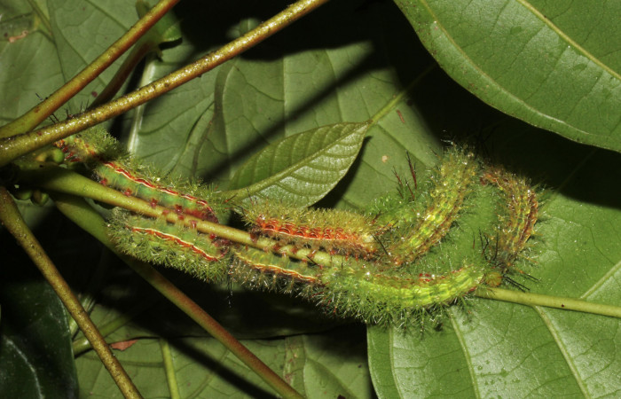 Figura 11. Grupo de larvas <i>Hylesia aeneides</i> (Saturniidae). Último estadio. Voucher: 16-SRNP-31700-DHJ735570.jpg.