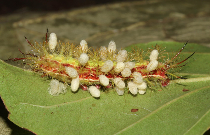 Figura 13. Larva de <i>Hylesisa aeneides</i> (Saturniidae), último estadio, con capullos de parásito <i>Cotesia</i> Whittield36 (Braconidae). Voucher: 16-SRNP-31740-DHJ735623.jpg.
