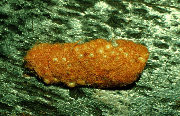 Figura 2. Huevos cubiertos por espinas del abdomen de la mariposa para protegerlos <i>Hylesia aeneides</i> (Saturniidae). Voucher: 97-SRNP-2425-DHJ41904.jpg.