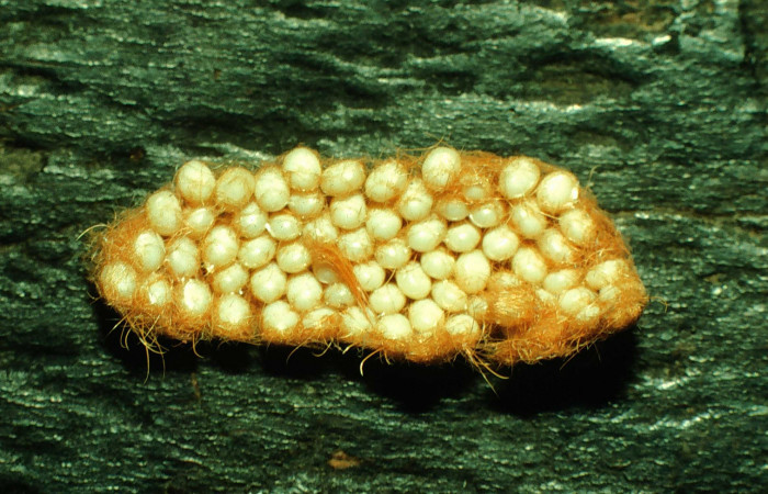 Figura 3. Huevos cubiertos por espinas del abdomen de la mariposa para protegerlos <i>Hylesia aeneides</i> (Saturniidae). Voucher: 97-SRNP-2425-DHJ41906.jpg.