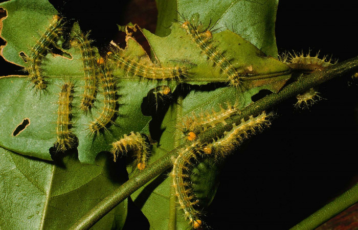 Figura 4. Larvas en tercer estadio de <i>Hylesia aeneides</i> (Saturniidae) Voucher: 99-SRNP-4415-DHJ51063.jpg.