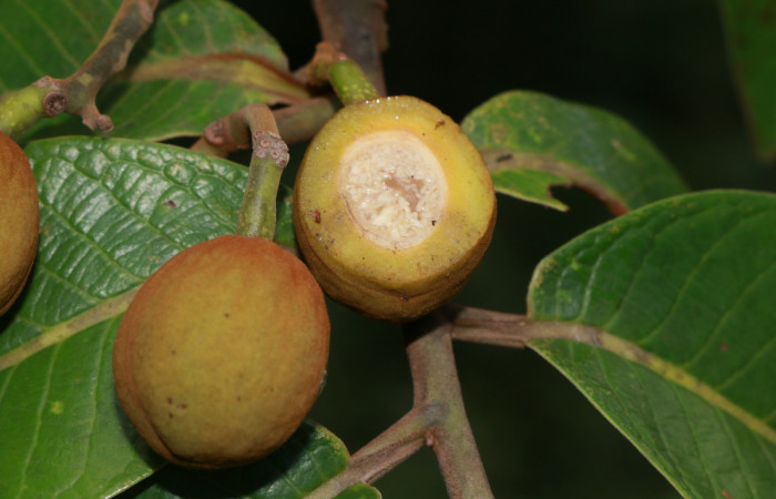 Figura. 11 Frutos <i>Virola koschnyi</i>, (Myristicaceae). Area de Conservación Guanacaste, Sector Rincón Rain Forest, Estación Leiva, Selva, (elevación 410 metros), colectada el 6 Mayo 2020. Foto, Jorge Hernández.