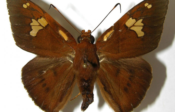 Figura. 13 Adulto <i>Dyscophellus phraxanor</i> (Hesperiidae), posición vista dorsal. (04-SRNP-27329-DHJ351888.jpg).