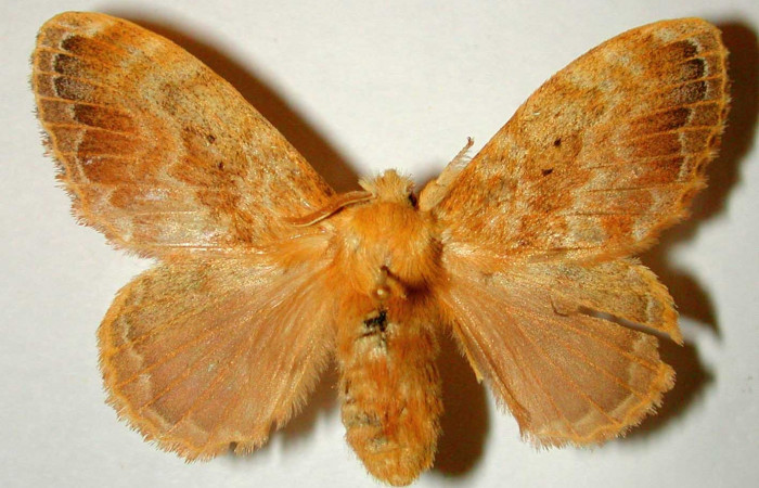 Figura. 15 Adulto <i>Euglyphis asapha</i> (Lasiocampidae), posición vista dorsal. (00-SRNP-12053-DHJ33208.jpg).