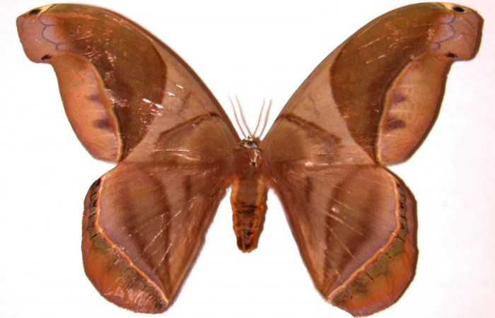Figura. 17 Adulto <i>Rhescyntis hippodamia</i> (Saturniidae), posición vista dorsal. (98-SRNP-7679.03-DHJ36192.jpg).