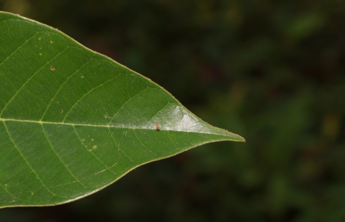 Figura. 5 Apice <i>Virola koschnyi</i>, (Myristicaceae). Area de Conservación Guanacaste, Sector Rincón Rain Forest, Estación Leiva, Selva, (elevación 410 metros), colectada el 6 Mayo 2020. Foto, Jorge Hernández.