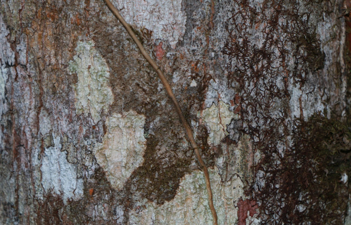 Figura. 8 Corteza <i>Virola koschnyi</i>, (Myristicaceae). Area de Conservación Guanacaste, Sector Rincón Rain Forest, Estación Leiva, Selva, (elevación 410 metros), colectada el 6 Mayo 2020. Foto, Jorge Hernández.