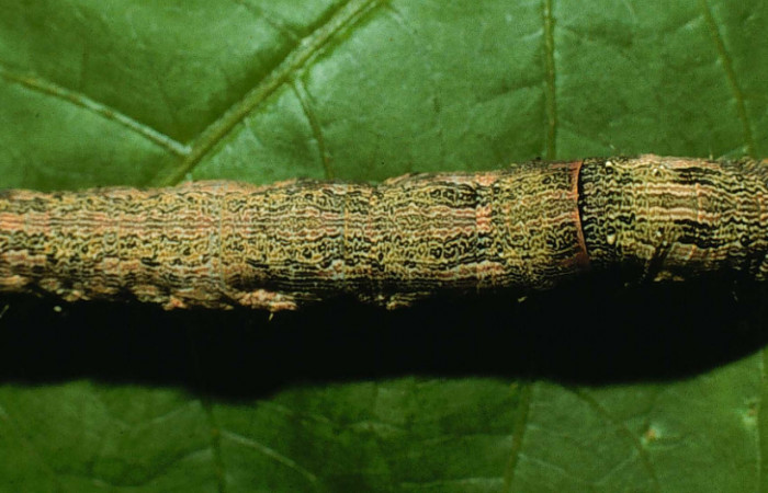  Larva en posición dorsal de <i>Mimophisma delunaris</i> (Erebidae), U estadio. Sector Santa Rosa, Bosque Húmedo. Voucher 95-SRNP-7195-DHJ24484.jpg.