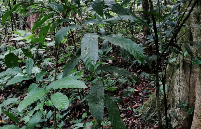 Planta juvenil de <i>Cupania glabra</i> (sapindaceae), planta hospedera de <i>Mimophisma delunaris</i> (Erebidae). Sector San Cristóbal, Estación Biológica San Gerardo. Foto, Elda Araya, 7 Mayo 2020.
