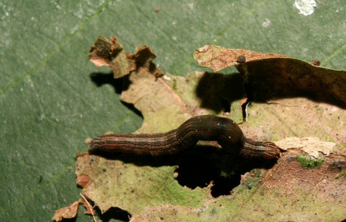  Larva en posición dorsal de <i>Mimophisma delunaris</i> (Erebidae), PPU estadio. Sector Pitilla, Estación Biológica Quica,  Sendero Manguera. Voucher 14-SRNP-70546-DHJ722256.jpg.