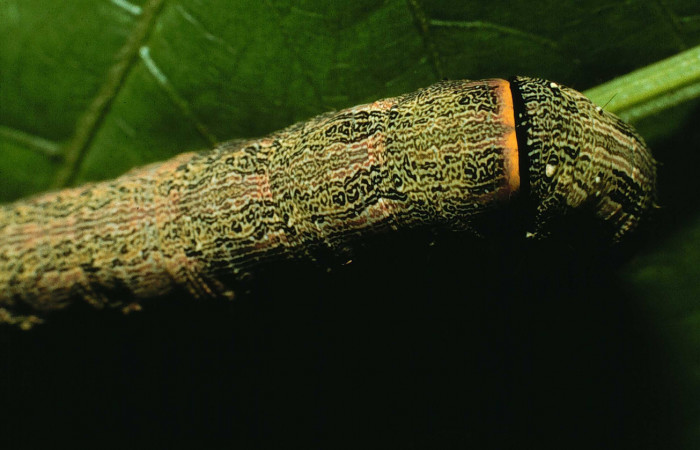  Larva en posición dorsal del torax de <i>Mimophisma delunaris</i> (Erebidae), PPU estadio. Sector Santa Rosa, Bosque Humedo.  Voucher 95-SRNP-7195-DHJ24492.jpg.