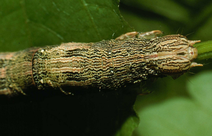  Larva en posición dorsal del torax de <i>Mimophisma delunaris</i> (Erebidae), PPU estadio. Sector Santa Rosa, Bosque Humedo.  Voucher 95-SRNP-7195-DHJ24490.jpg.