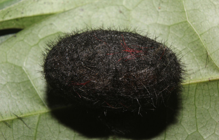  Prepupa de <i>Pachydota saduca</i> (Erebidae). Sector Pitilla, Pasmompa.  Voucher 14-SRNP-70668-DHJ722737.jpg.