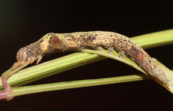  Larva en posición lateral de <i>Mimophisma delunaris</i> (Erebidae), U estadio. Sector San Cristóbal,  Sendero Huerta. Voucher 14-SRNP-3110-DHJ487520.jpg.