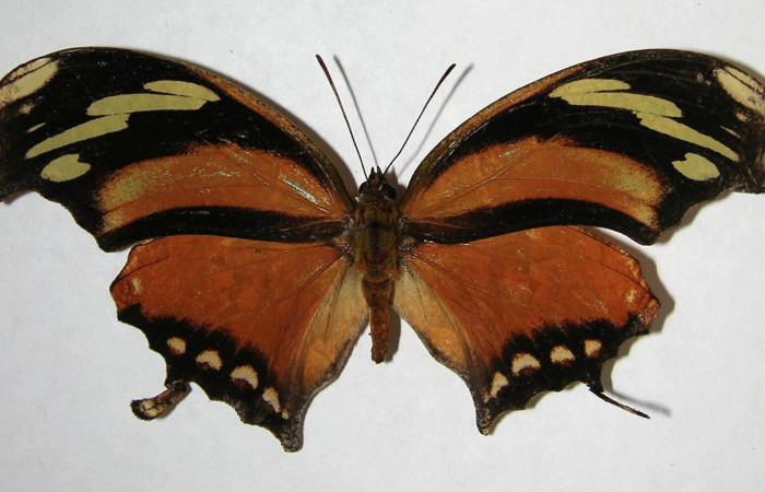 Figura 11. Adulto de <i>Consul cecrops</i> (Nymphalidae), macho vista dorsal, localidad Quebrada Lajosa Sector Del Oro ACG (400m). Voucher: 07-SRNP-23805-DHJ383646.jpg.