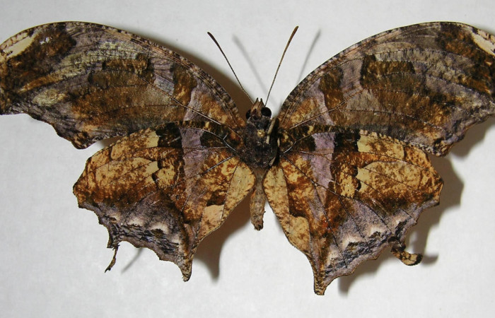 Figura 12. Adulto de <i>Consul cecrops</i> (Nymphalidae), macho vista ventral, localidad Quebrada Lajosa Sector Del Oro ACG (400m). Voucher: 07-SRNP-23805-DHJ383647.jpg.