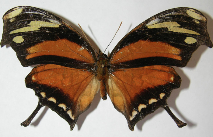 Figura 1. Adulto de <i>Consul cecrops</i> (Nymphalidae), vista dorsal, localidad Cafecito Sector Rincón Rain Forest ACG (455m). Voucher: 09-SRNP-69515-DHJ513546.jpg.