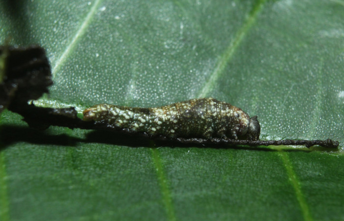 Figura 2. Larva <i>Consul cecrops</i> (Nymphalidae), vista comido de la larva, localidad Medrano Estación Quica Sector Pitilla ACG (380m). Voucher: 14-SRNP-71901-DHJ726207.jpg.