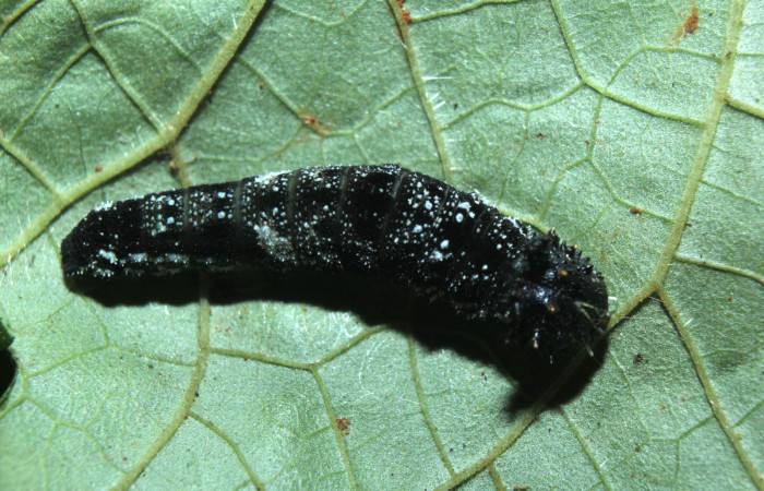 Figura 4. Larva <i>Consul cecrops</i> (Nymphalidae), tercer estadío (PPU) vista dorsal, localidad Medrano Estación Quica Sector Pitilla ACG (380m). Voucher: 14-SRNP-71901-DHJ726269.jpg.