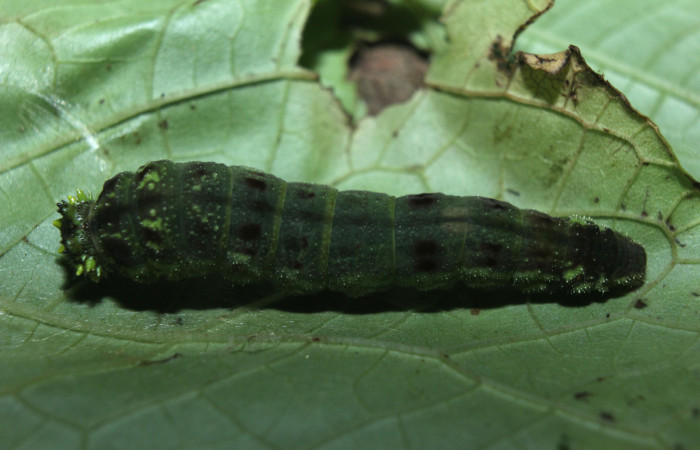 Figura 6. Larva <i>Consul cecrops</i> (Nymphalidae), último estadío (U) vista dorsal, localidad Medrano Estación Quica Sector Pitilla ACG (380m). Voucher: 14-SRNP-71901-DHJ726333.jpg.