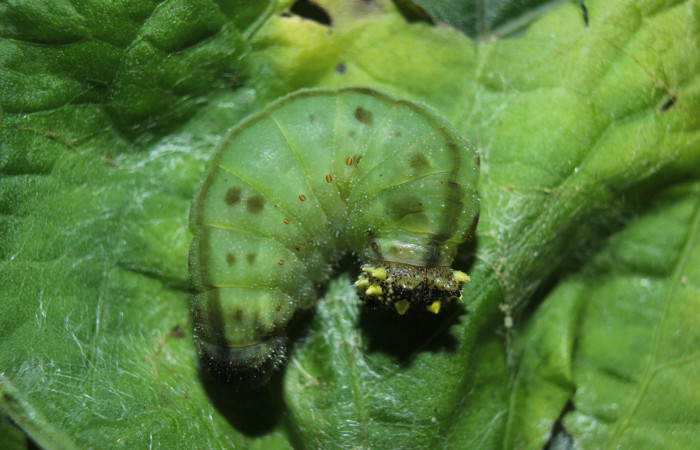 Figura 8. Larva <i>Consul cecrops</i> (Nymphalidae), en estado de prepupa vista dorsal, localidad Medrano Estación Quica Sector Pitilla ACG (380m). Voucher: 14-SRNP-71901-DHJ726439.jpg.