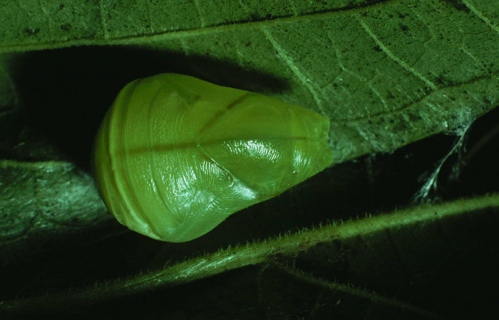Figura 9. Pupa de <i>Consul cecrops</i> (Nymphalidae), vista dorsal, localidad Bosque Humedo Sector Santa Rosa ACG (290m). Voucher: 83-SRNP-1208-DHJ6183.jpg.