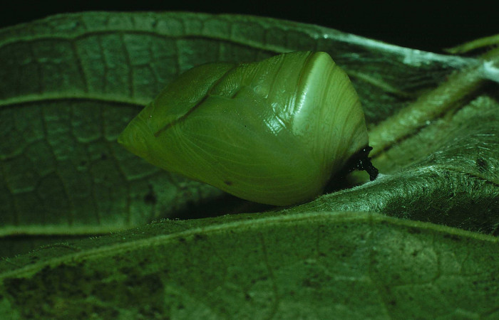 Figura 10. Pupa de <i>Consul cecrops</i> (Nymphalidae), vista lateral, localidad Bosque Humedo Sector Santa Rosa ACG (290m). Voucher: 83-SRNP-1208-DHJ6184.jpg.