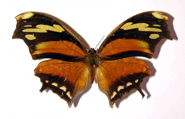 Figura 13. Adulto de <i>Consul cecrops</i> (Nymphalidae), hembra vista dorsal, localidad Quebrada Cementerio Sector San Cristóbal ACG (700m). Voucher: 97-SRNP-6963-DHJ97028.jpg.