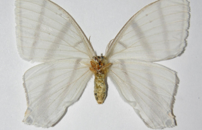 Fig. 15. Hembra de  <i>Therinia transversaria</i> (Saturniidae),  vista venttral. Voucher: 01-SRNP-1566-DHJ334320.