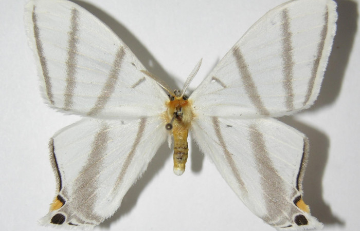 Fig. 13. Macho de  <i>Therinia  transversaria</i> (Saturniidae), vista dorsal. Voucher: 05-SRNP-3467-DHJ334326.