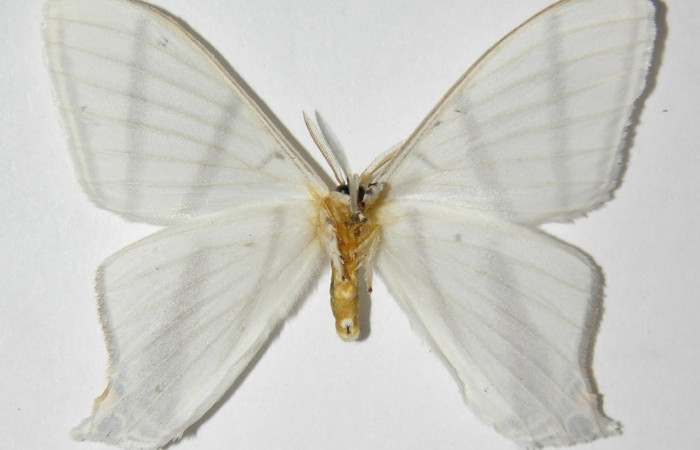 Fig. 14. Macho de  <i>Therinia transversaria</i> (Saturniidae),  vista ventral. Voucher: 05-SRNP-3467-DHJ334327.