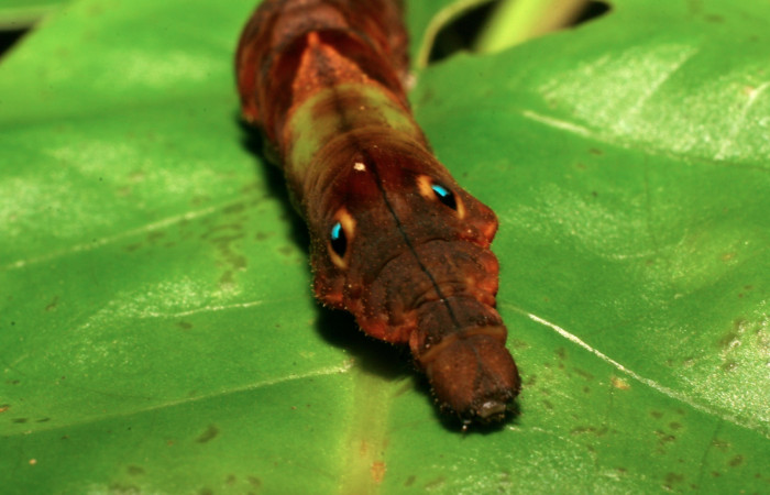 Fig. 11. Detalle ojos <i>Therinia transversaria</i> (Saturniidae), comiendo <i>Chimarrhis parviflora</i> (Rubiaceae).Voucher: 06-SRNP-5154-DHJ410904.