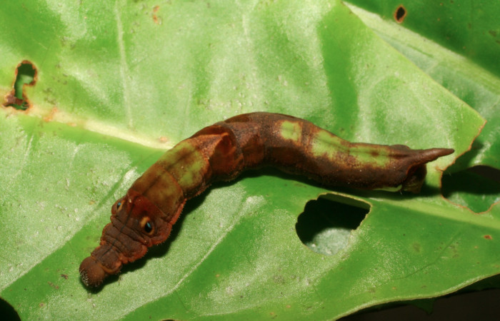 Fig. 6. Larva de <i>Therinia transversaria</i> (Saturniidae), comiendo  <i>Chimarrhis parviflora</i> (Rubiaceae).Voucher: 06-SRNP-5154-DHJ410908.