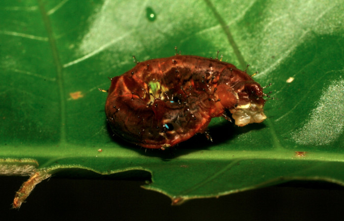 Fig. 2. Larva de <i>Therinia transversaria</i> (Saturniidae), comiendo <i>Chimarrhis parviflora</i> (Rubiaceae).Voucher: 06-SRNP-5156-DHJ410913.