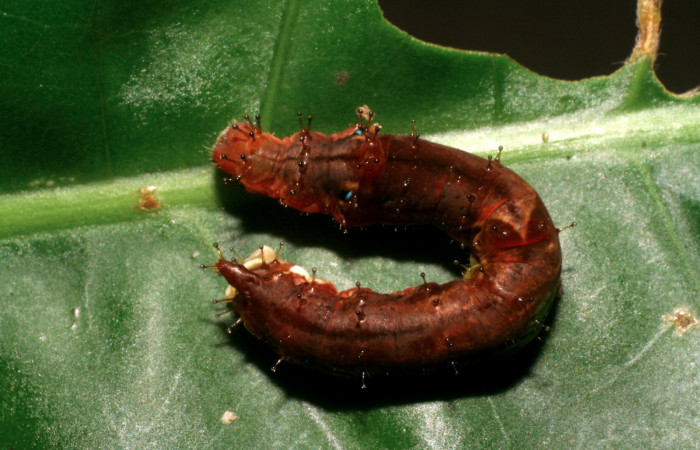 Fig. 3. Larva de <i>Therinia transversaria</i> (Saturniidae), comiendo <i>Chimarrhis parviflora</i> (Rubiaceae).Voucher: 06-SRNP-5156-DHJ410914.