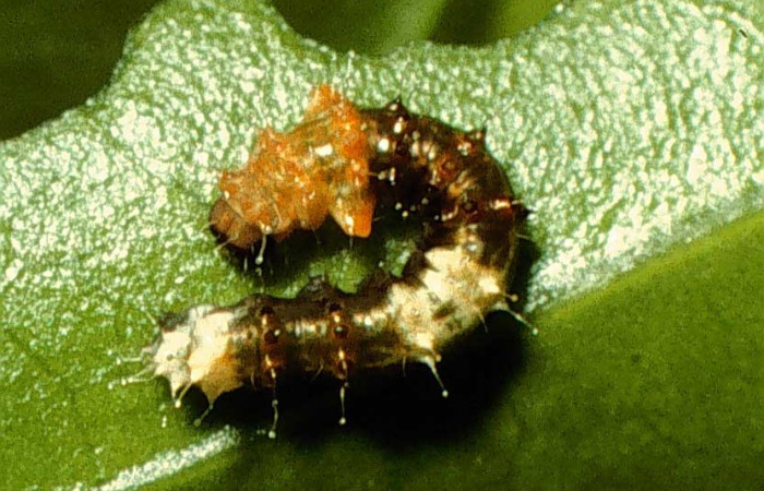 Fig. 5. Larva de <i>Oxytenis beprea</i> (Saturniidae), comiendo <i>Randia grandifolia</i> (Rubiaceae).Voucher: 98-SRNP-3169-DHJ44669.