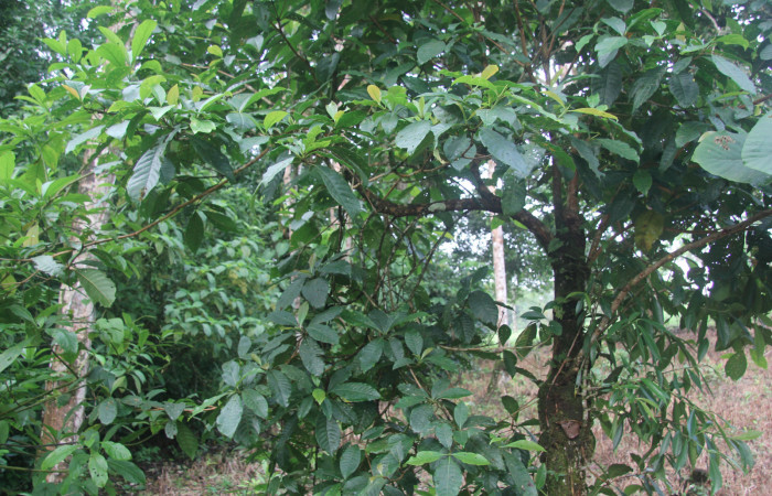 Fig.1.<i>Chimarrhis parviflora</i> (Rubiaceae), planta hospedera <i>Therinia transversaria</i> (Saturniidae).