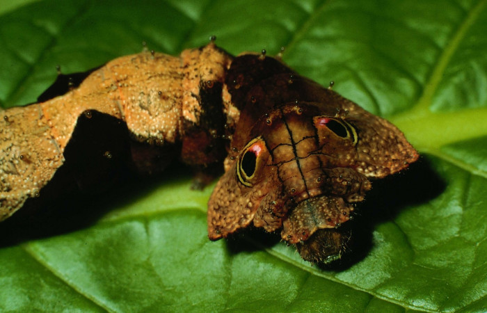 Fig.1 .Larva <i>Oxytenis beprea </i>, vista cabeza frontal. Voucher.:  95-SRNP-4722-DHJ23531.jpg