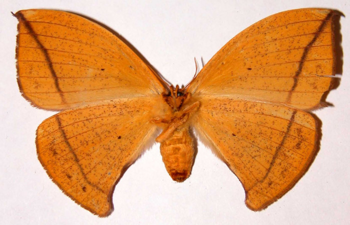 Fig. 10 Adulto <i>Oxytenis beprea</i> vista ventral, hembra. Voucher: 00-SRNP-11722- 00-SRNP-11722-DHJ33931.jpg