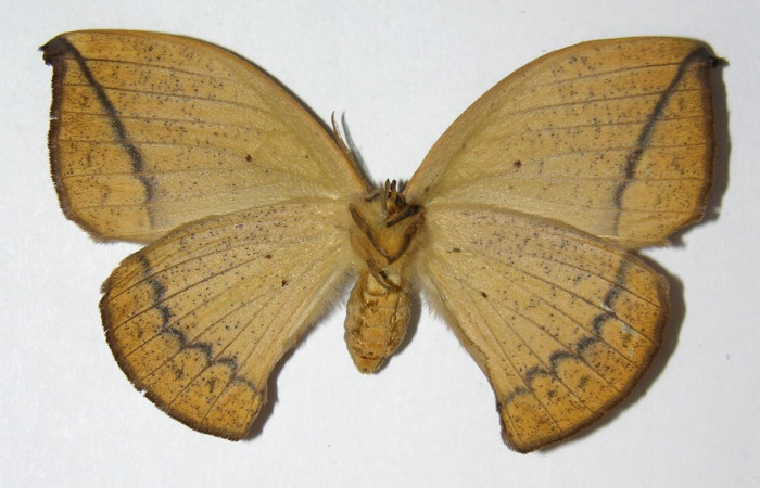 Fig.12 Adulto <i>Oxytenis beprea</i> vista ventral, hembra. Voucher: 02-SRNP-30562-DHJ334293.jpg