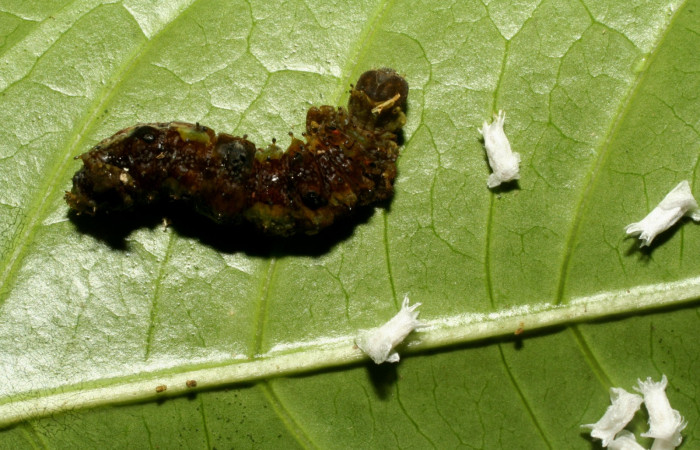 Fig.13. Cadaver de  <i>Oxytenis beprea</i>  y capullos de <i>Glyptapanteles</i> Whitfield54 (Braconiidae).  Voucher:  09-SRNP-31950-DHJ458912.jpg.