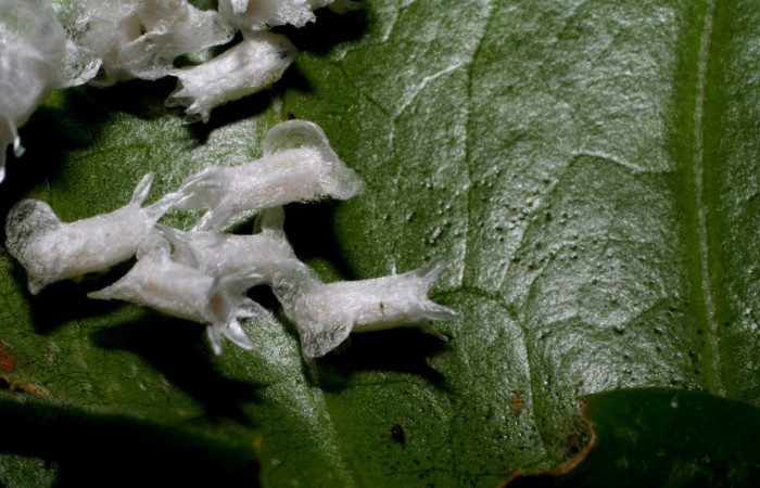 Fig.14. Capullos de  <i>Glyptapanteles</i> Whitfield54 (Braconiidae). Voucher: 09-SRNP-31950-DHJ458915.jpg 