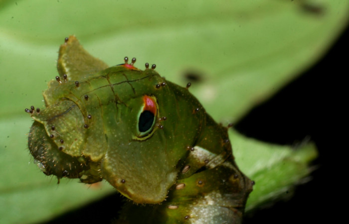 Fig.3 Larva <i>Oxytenis beprea</i>, vista cabeza lateral. Voucher: 08-SRNP-31208-DHJ438886.jpg.