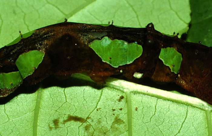 Fig. 5  Larva <i>Oxytenis beprea</i> vista lateral, penultimo estadio. Voucher: 01-SRNP-2290-DHJ58084.jpg